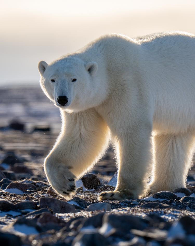 York Factory First Nation Territory